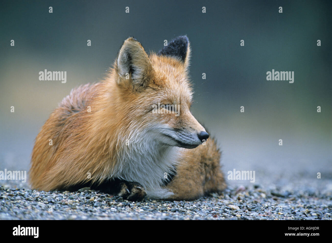 Amerikanischer Rotfuchs Vulpes vulpes American Red Fox Stock Photo