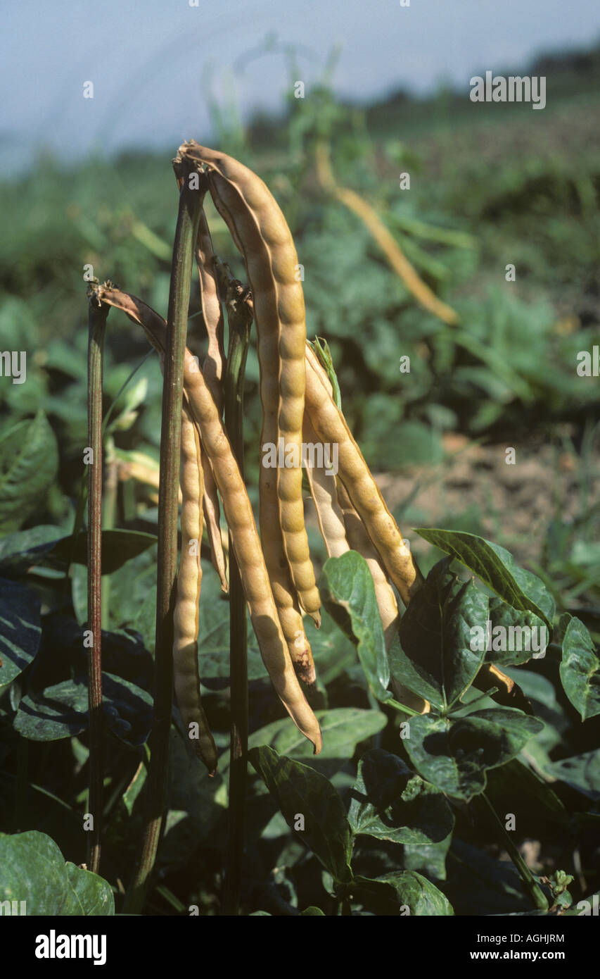 Ripe cow pea pods on the plant ready to harvest Philippines Stock Photo