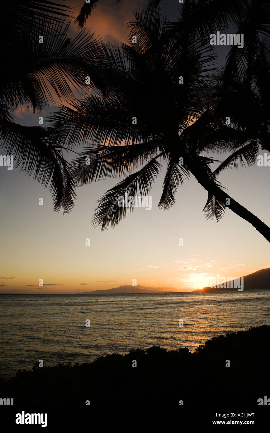 Sunset over Pacific ocean with silhouetted palm trees Stock Photo - Alamy