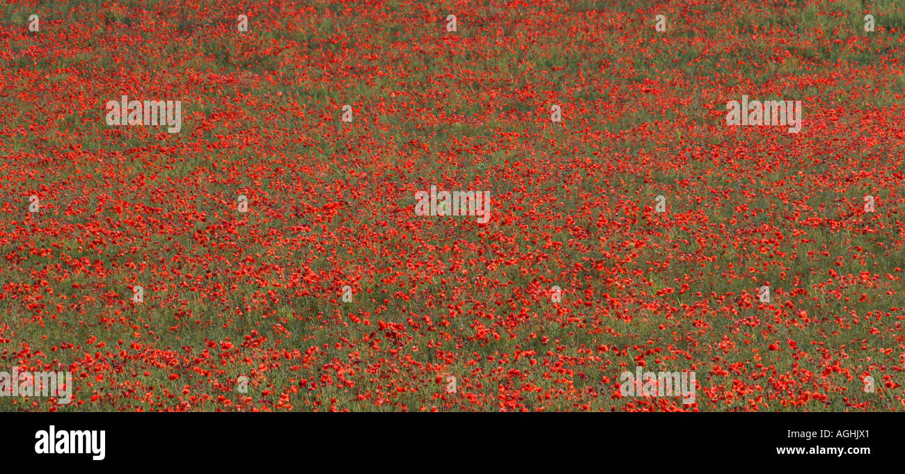Red poppies black field hi-res stock photography and images - Alamy
