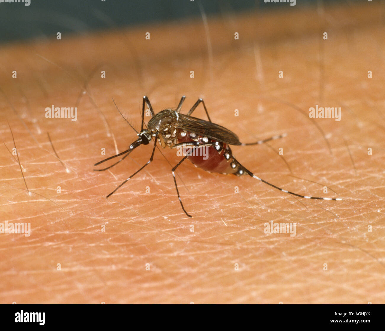Egyptian mosquito Aedes aegypti feeding on human hand Stock Photo