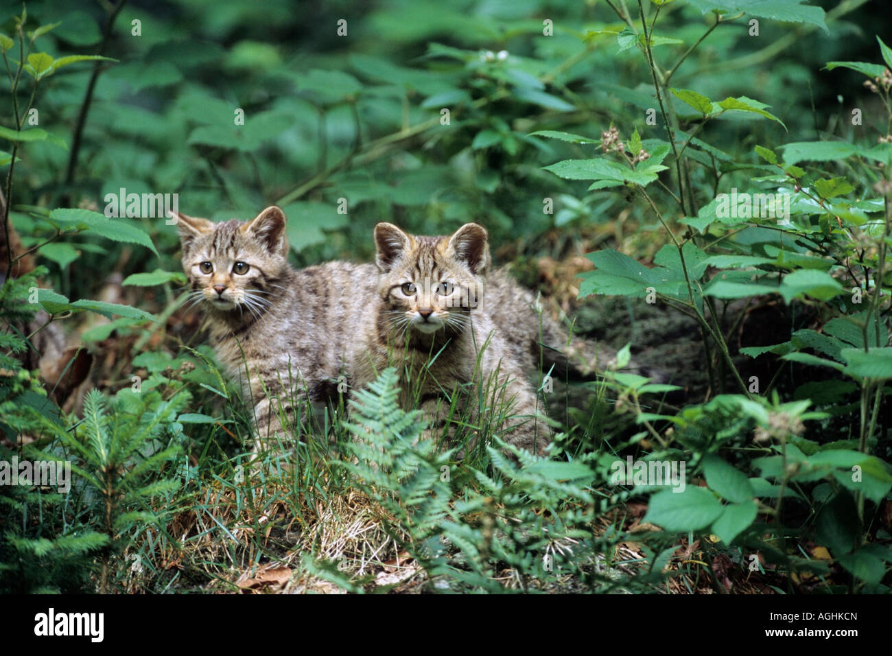 Europaeische Wildkatze, Jungtiere European Wild Cat juveniles Stock Photo
