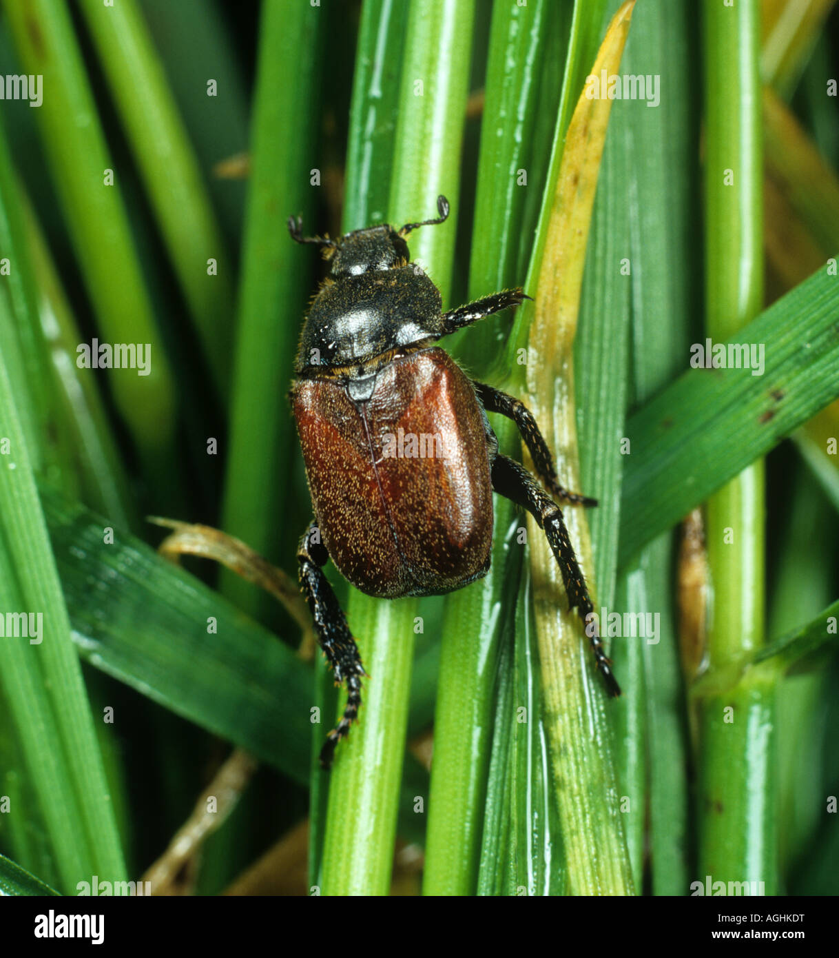 Welsh chafer Hoplia philanthus adult on grass Stock Photo
