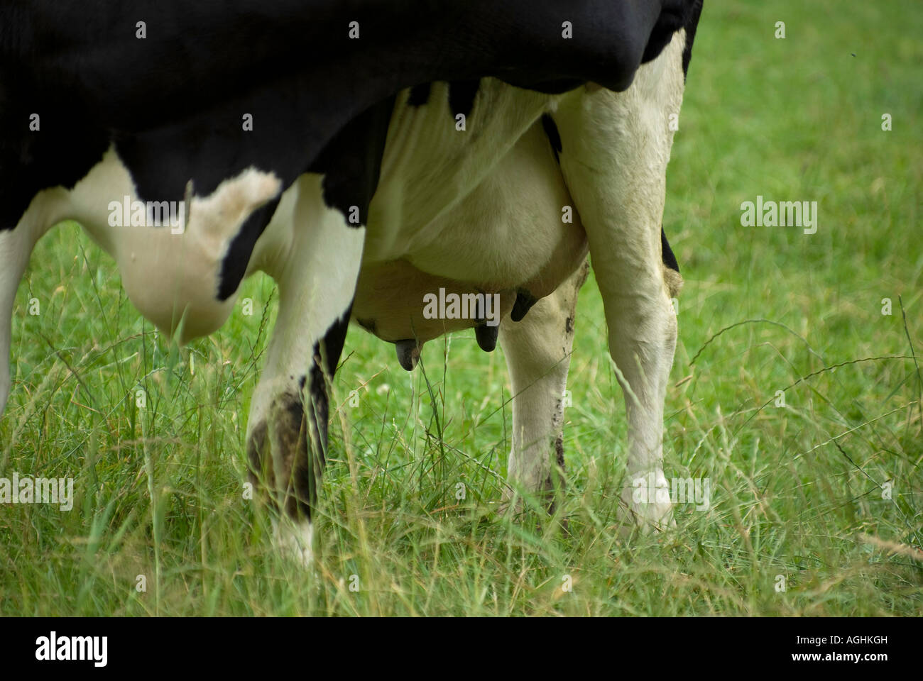 Udder of Dairy cow Stock Photo Alamy