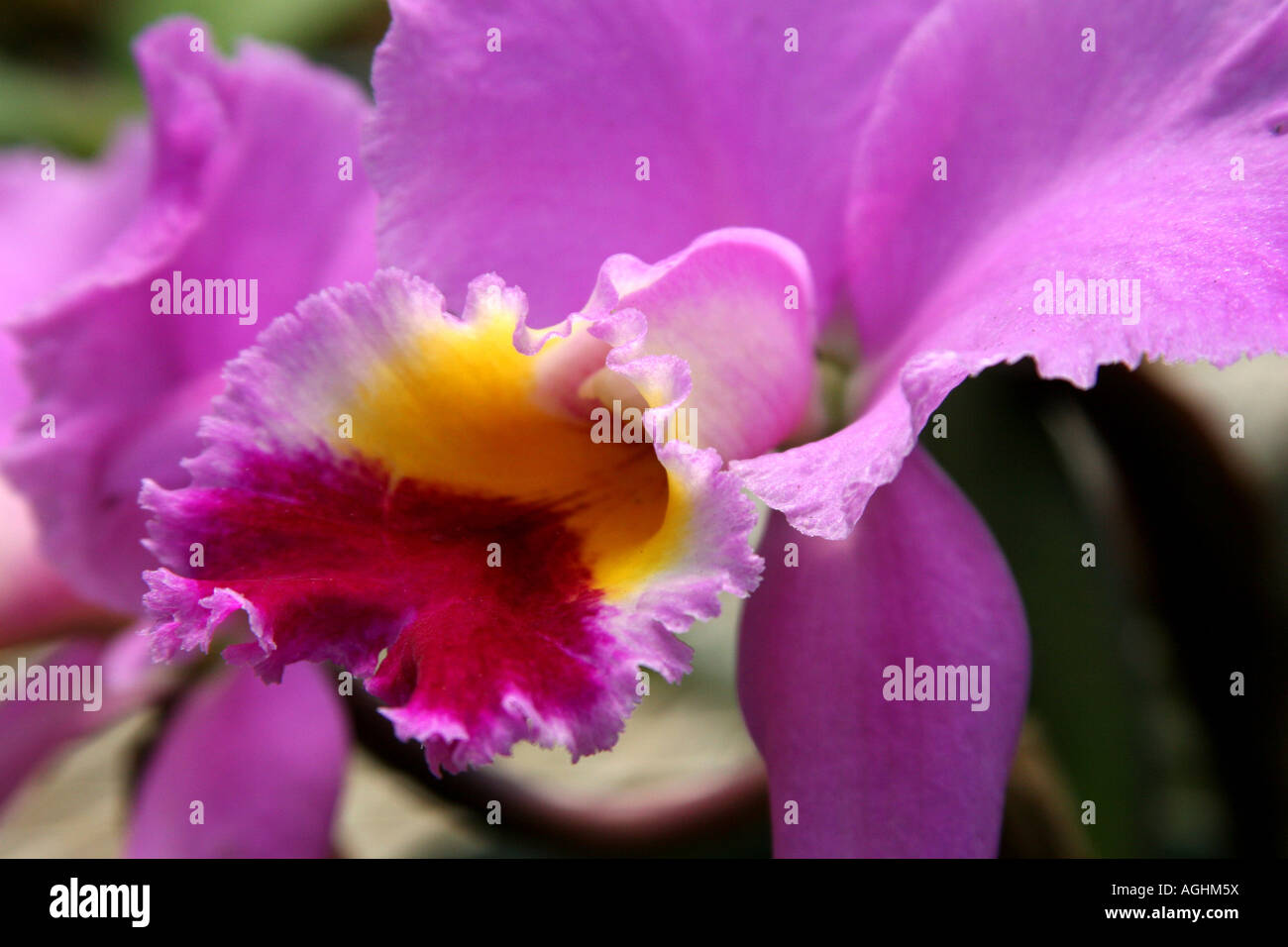 Single pink cattleya type orchid in Panama with a closeup look Stock Photo