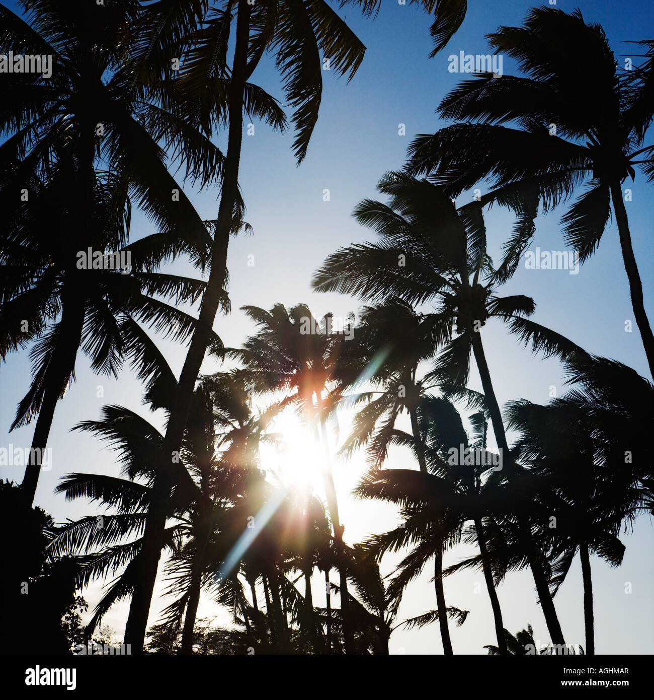 Palm trees silhouetted by sun Stock Photo - Alamy