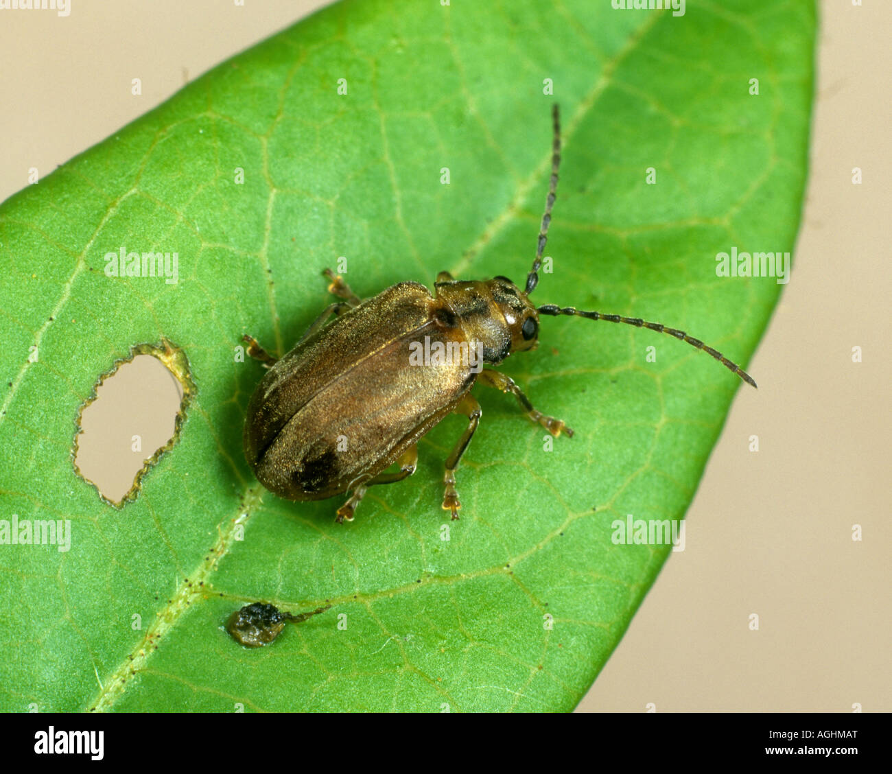 Viburnum beetle Pyrrhalta viburni on viburnum leaf Stock Photo Alamy