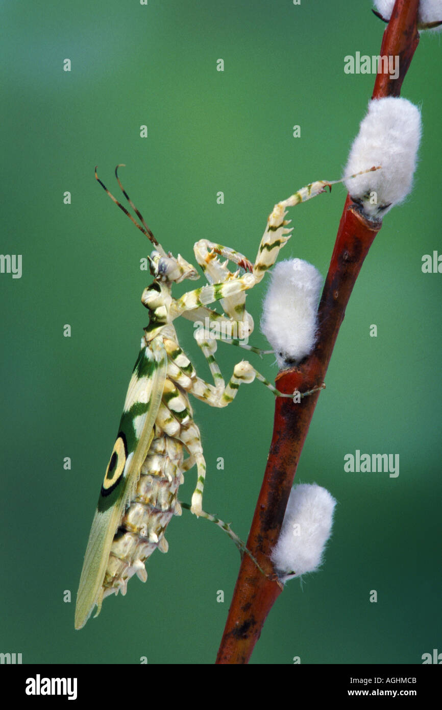 African Flower Mantid Stock Photo