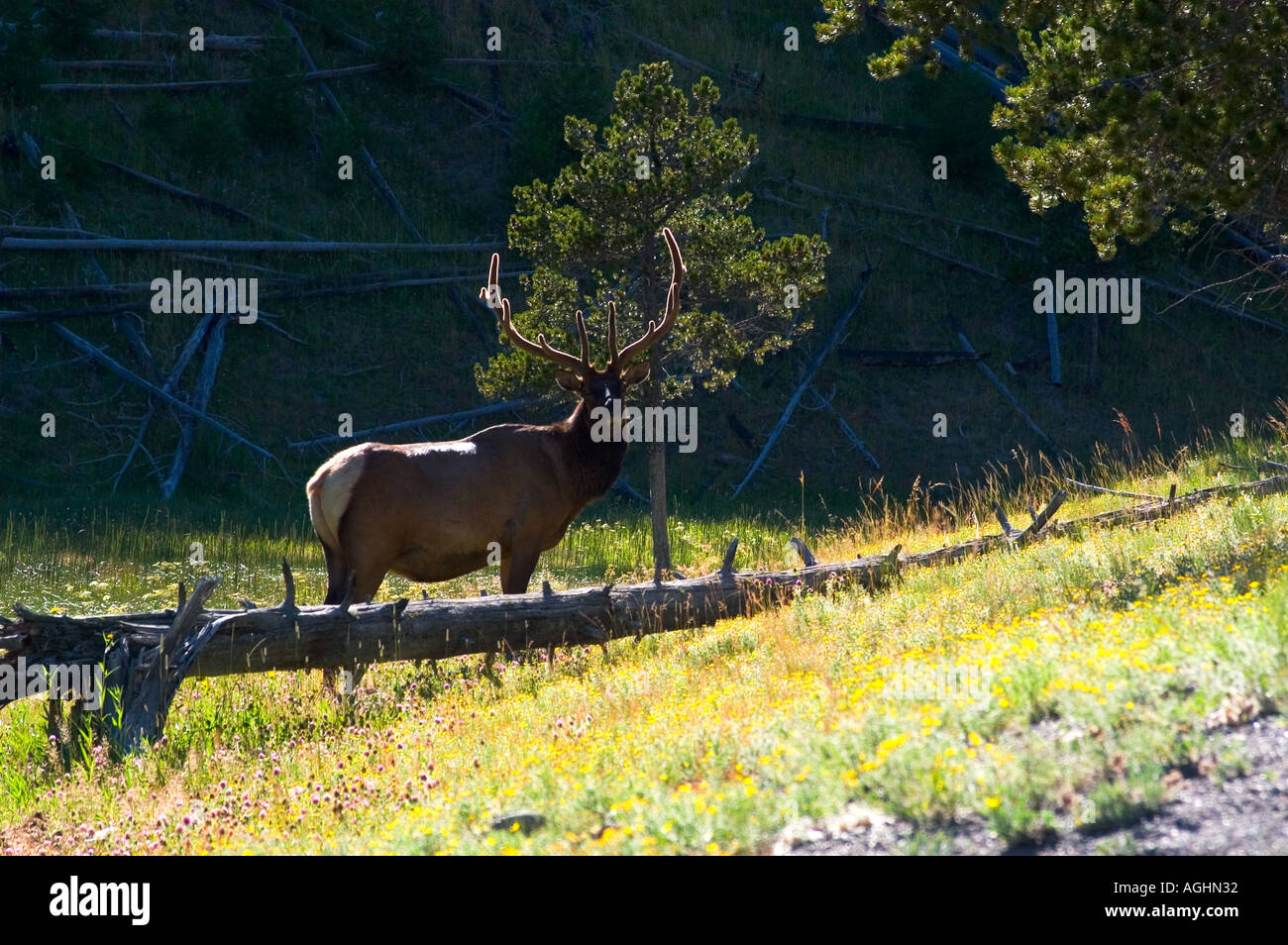Young Bull Elk in Meadow Stock Photo
