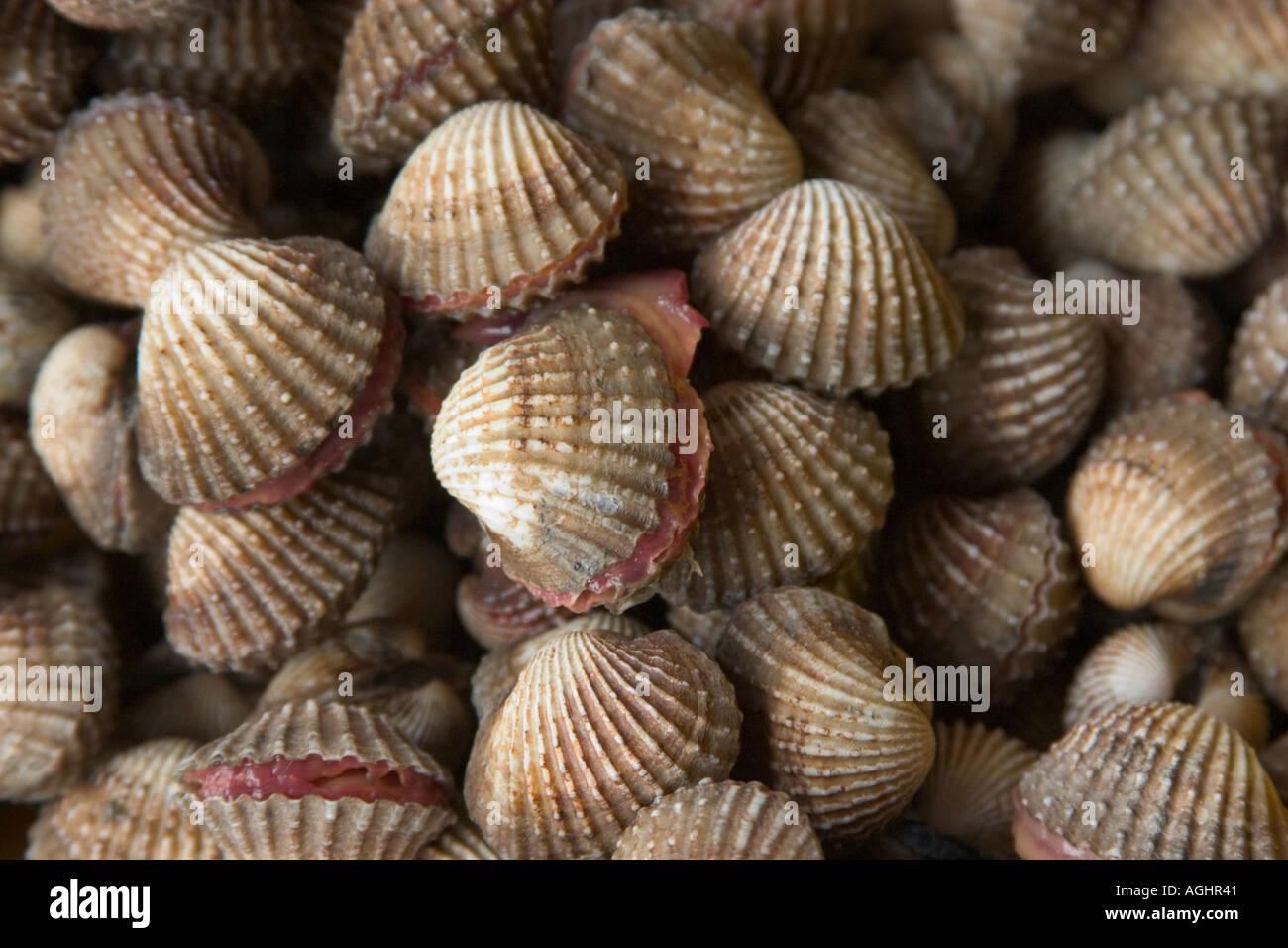 Blood Cockles From Kuala Selangor Malaysia Exotic Seafood Stock Photo Alamy