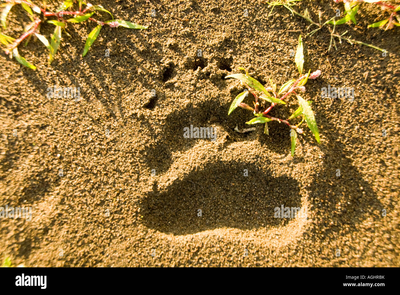 Alaska Southwest Fresh brown bear foot print in the sand on the King Salmon River Stock Photo