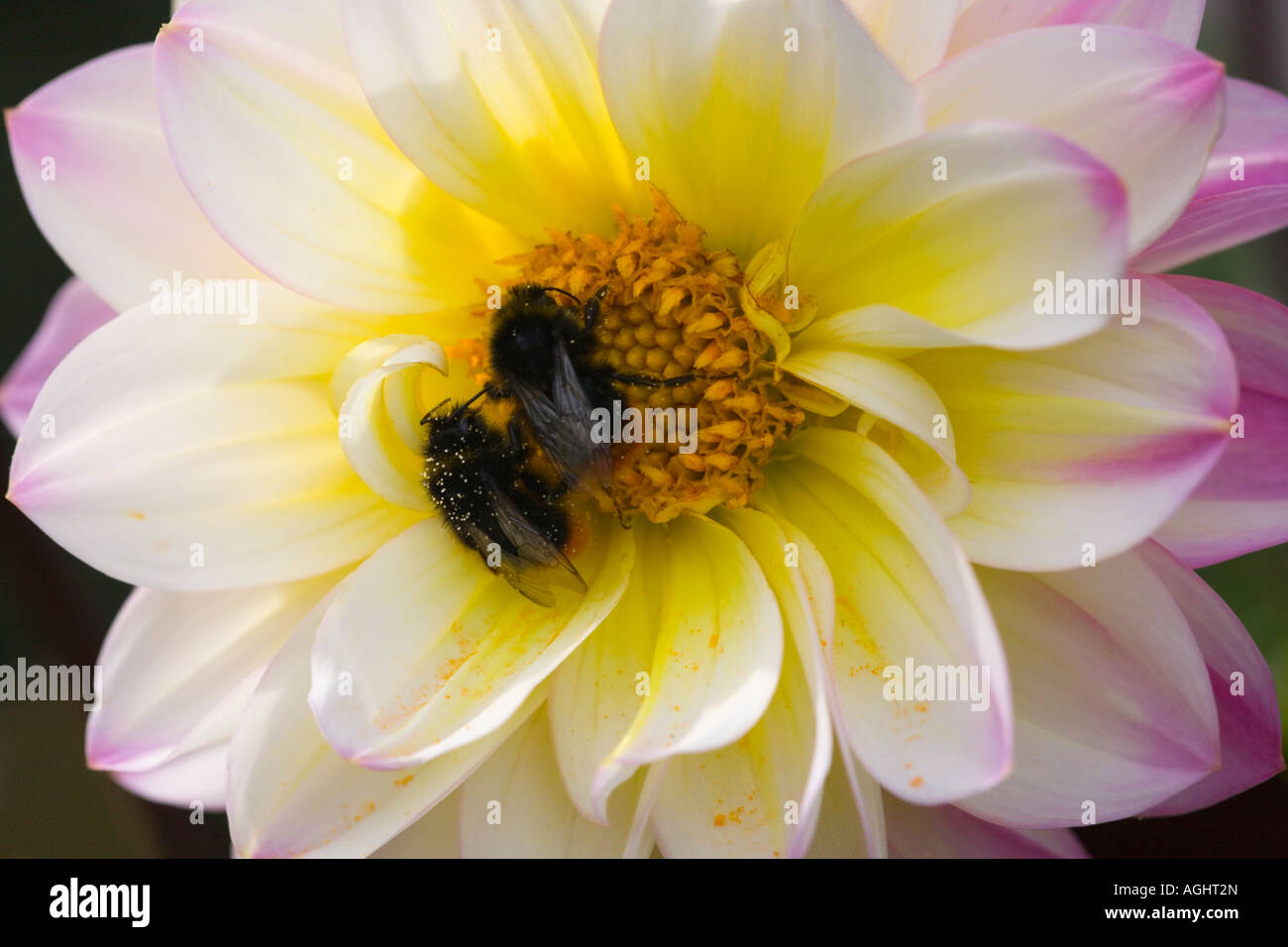 Insects bumblebees feeding on Dahlia Stock Photo