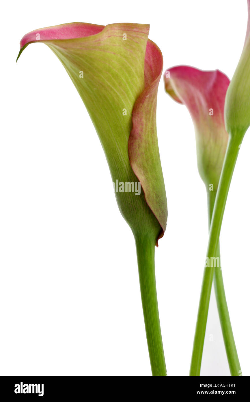 CALLA LILY ZANTEDESCHIA Stock Photo Alamy
