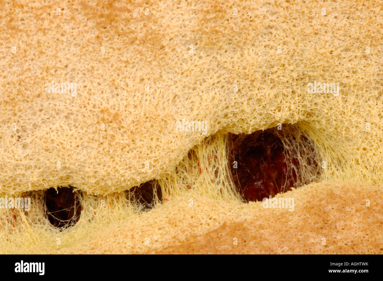 Close up of dog vomit slime mould (Fuligo septica or Mucor septicus). Stock Photo