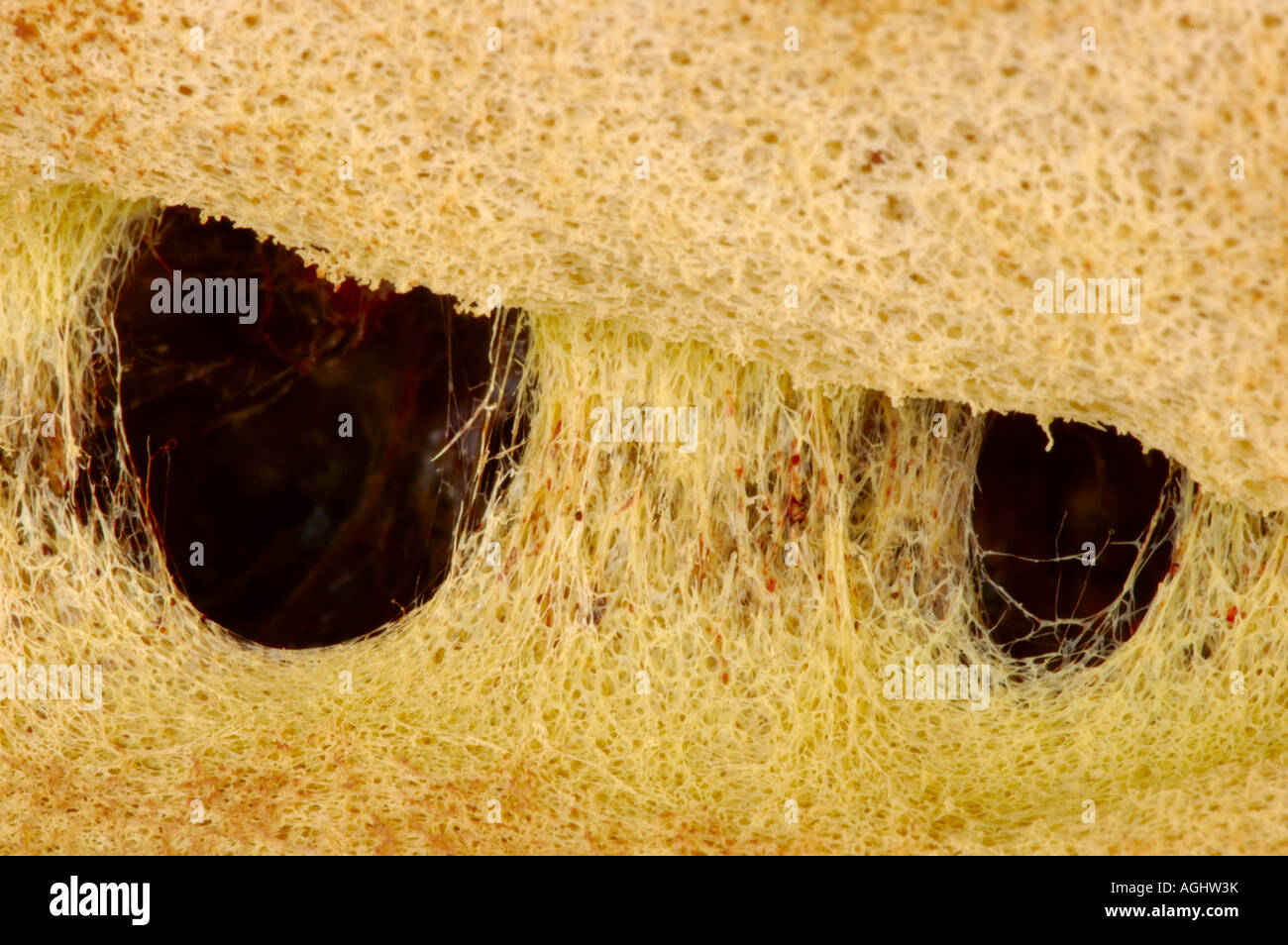 Dogs Vomit Slime Mould (Fuligo septica). Close up. Stock Photo
