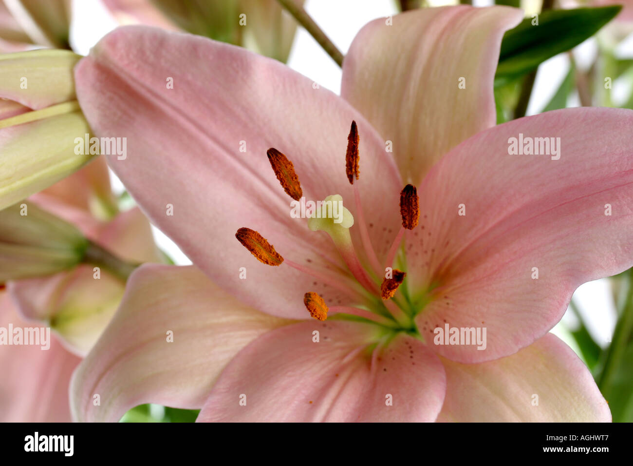 PINK ORIENTAL LILY Stock Photo Alamy