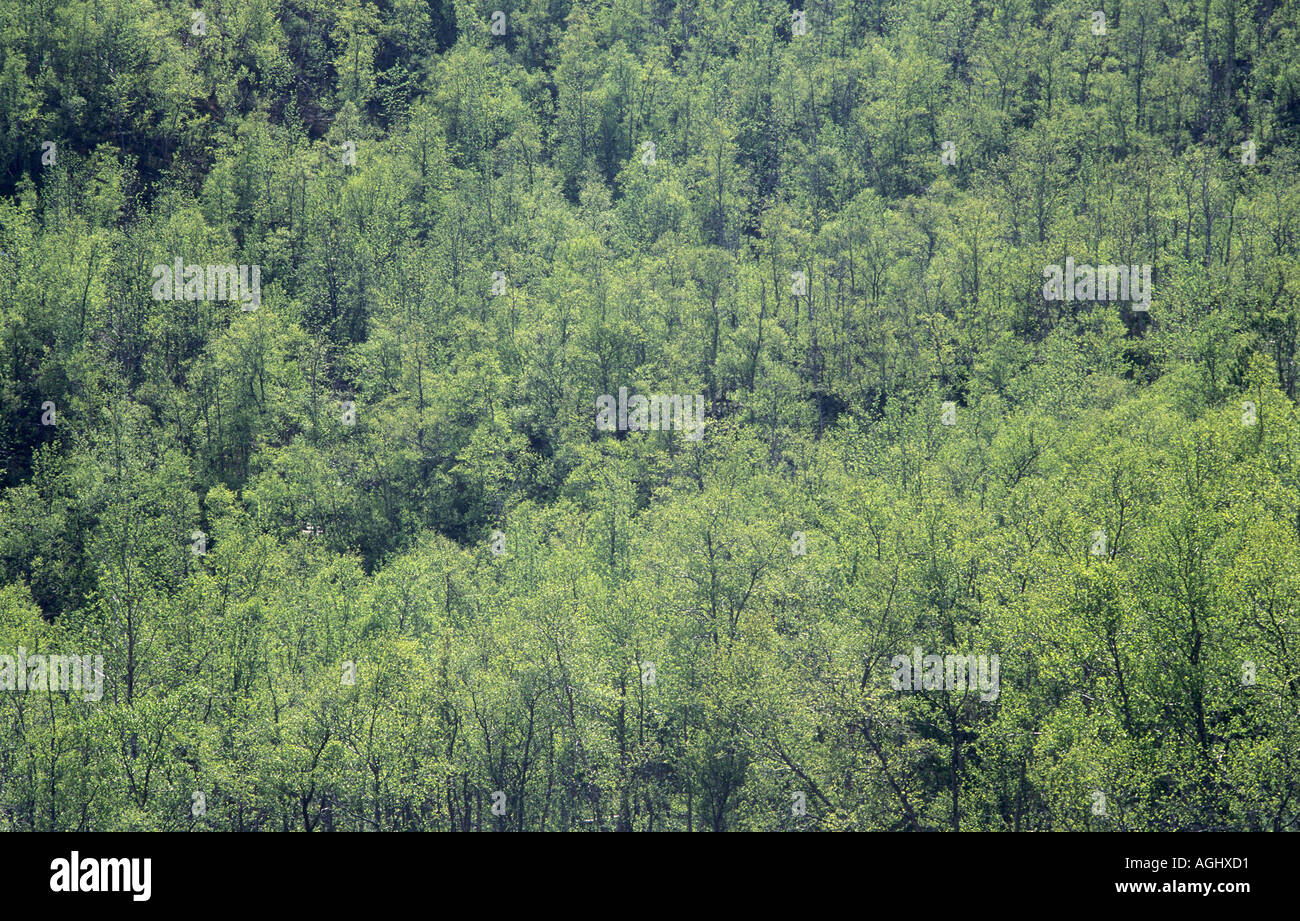 Spring in the forest hi-res stock photography and images - Alamy