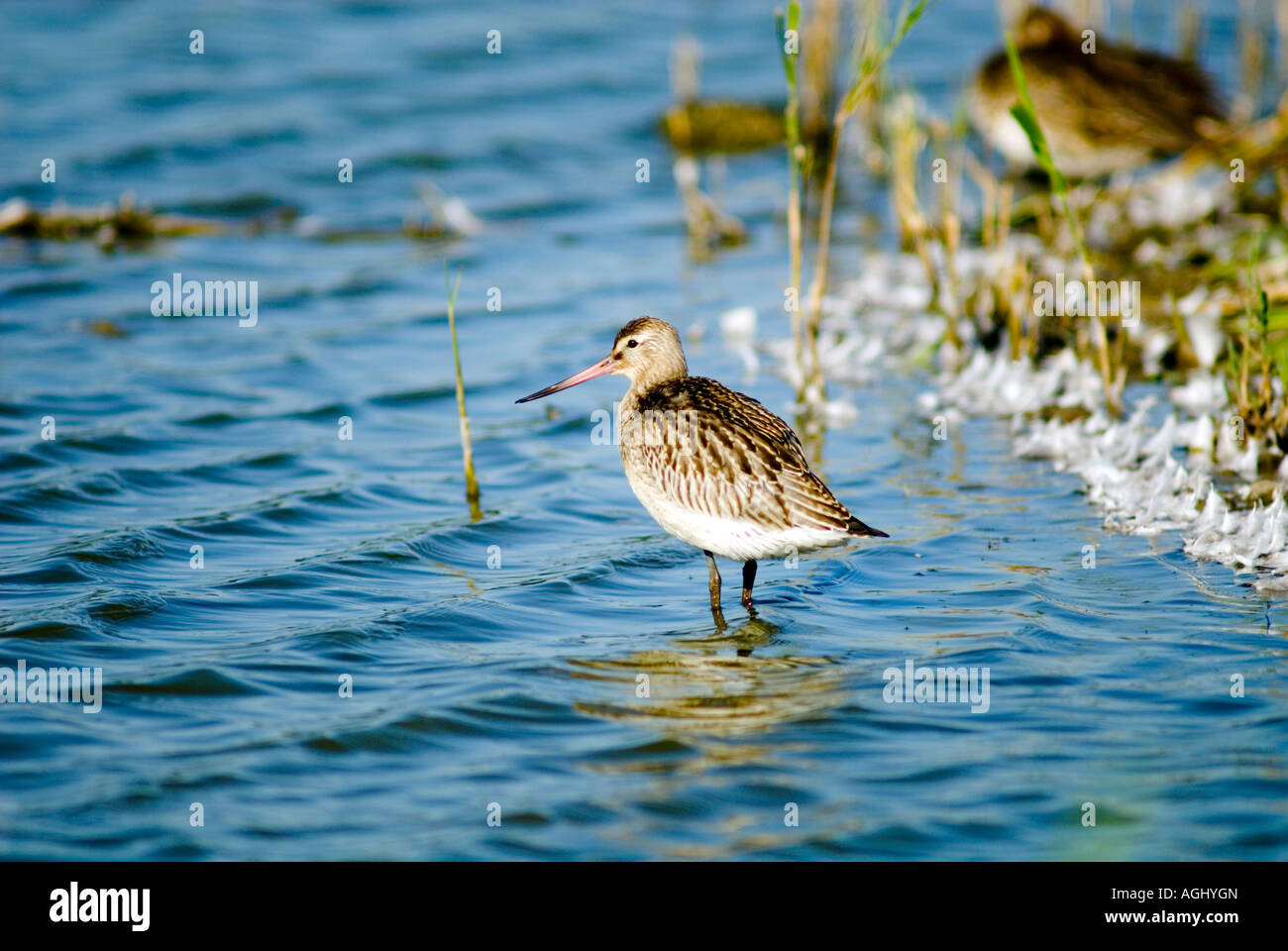 A juvenile Bar-tailed godwit Stock Photo - Alamy