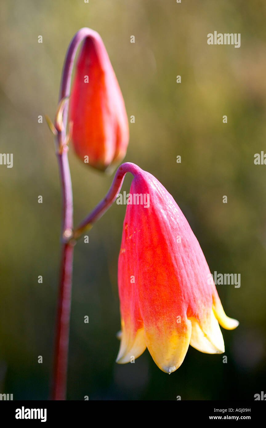 Christmas bell flowers Stock Photo