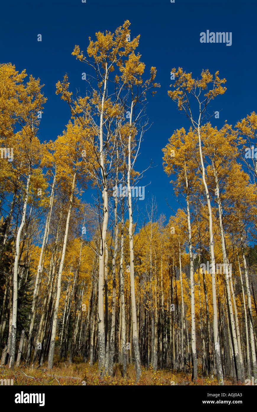 Grove of autumn Aspens at Muleshoe rest stop Bow Valley Parkway Banff