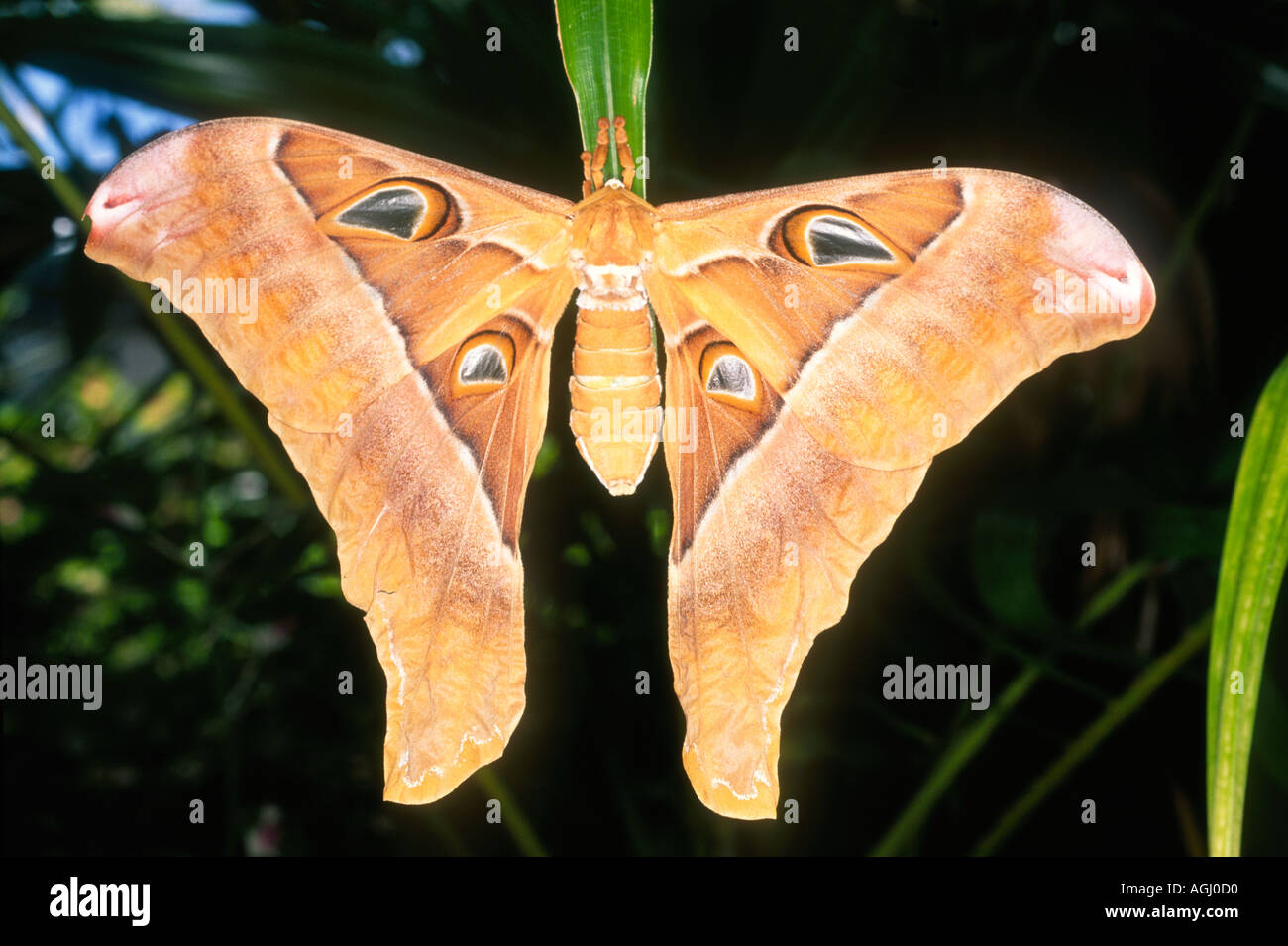 Hercules moth hires stock photography and images Alamy