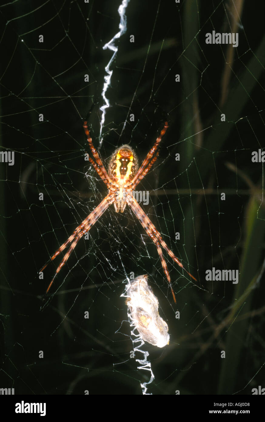Female St Andrews Cross Spider, Argiope keyserlingi, is a common Australian spider Stock Photo