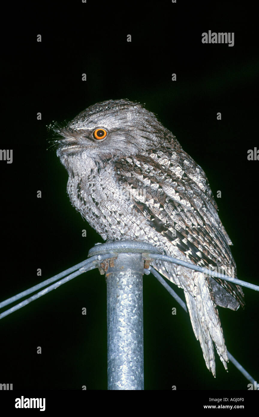 Tawny Frogmouth, Podargus strigoides perched on the top of a clothes hoist late at night. This frogmouth is native to Australia. Coffs Harbour, NSW. Stock Photo