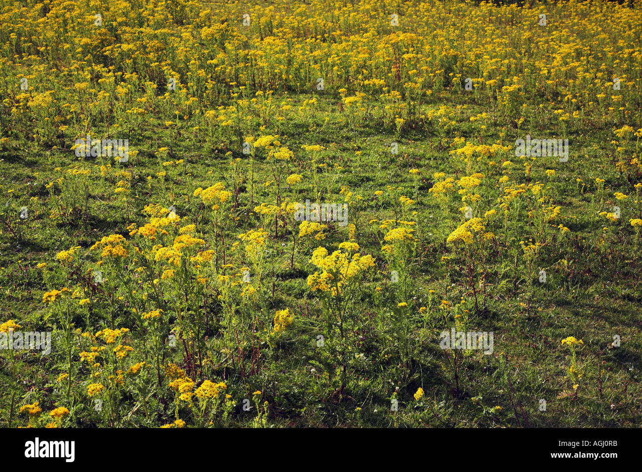 Common Ragwort Senecio jacobaea heavy infestation of a field in Kent Stock Photo