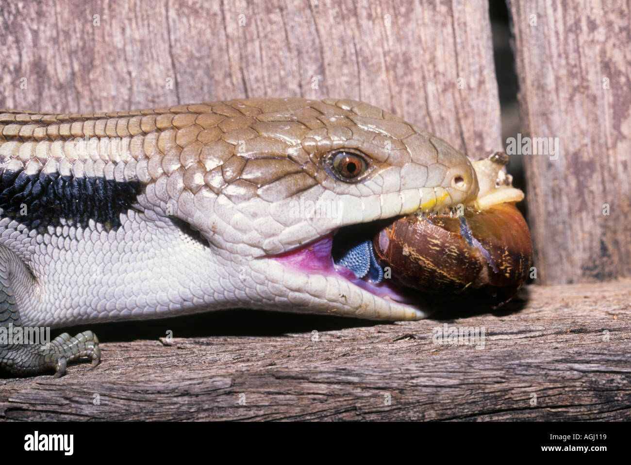 an Eastern Blue Tongue Lizard, Tiliqua scincoides scincoides, eating a snail. They are the largest member of the skink family. Stock Photo