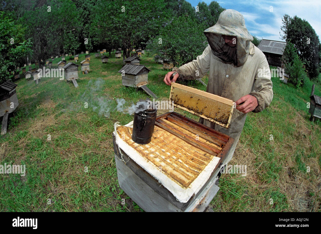 Beekeeper examines a frame from opened beehive using a smoker for calming bees and a scraper Stock Photo
