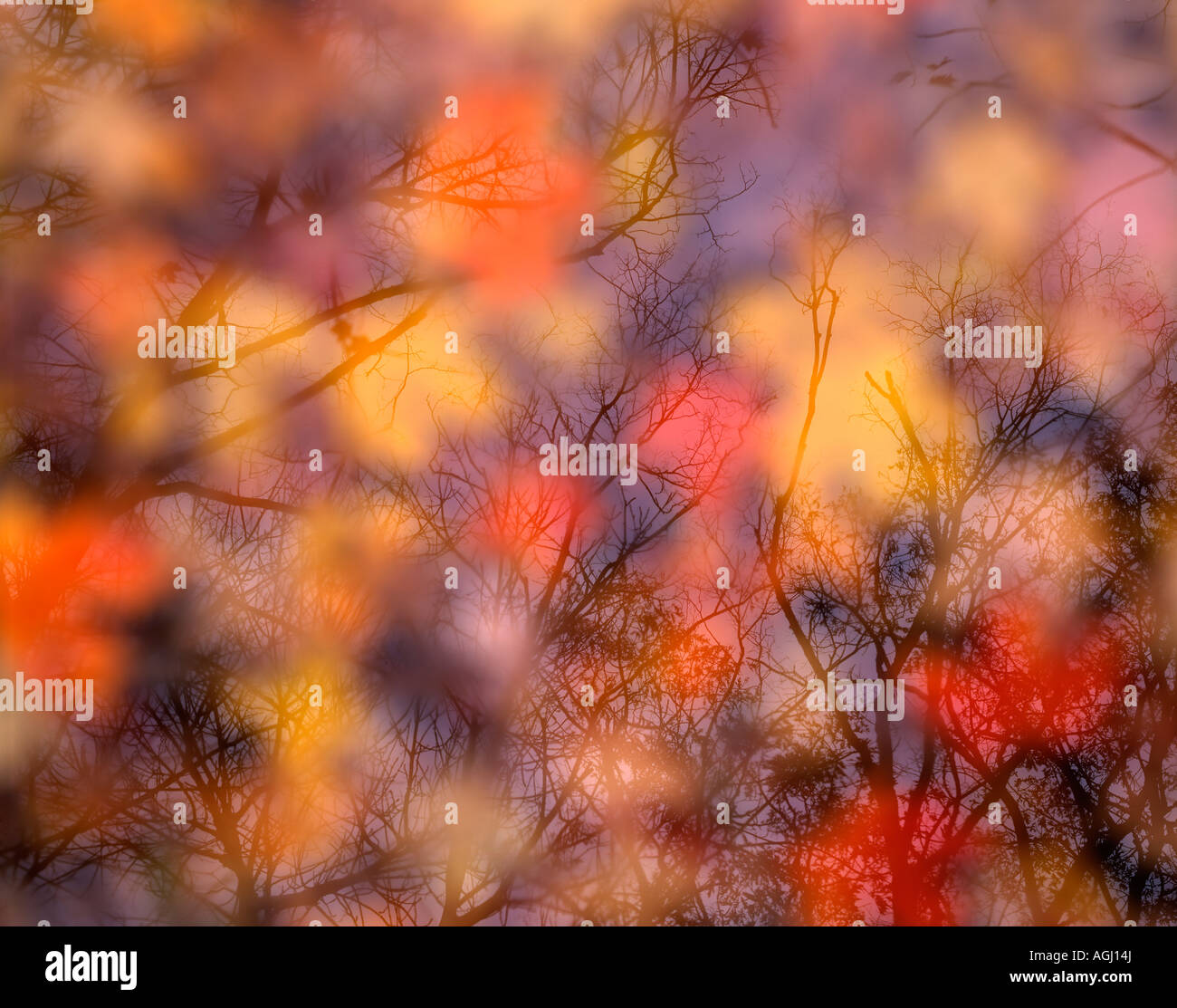 Autumn Reflections in pond, by Gary A Nelson/Dembinsky Photo Assoc Stock Photo