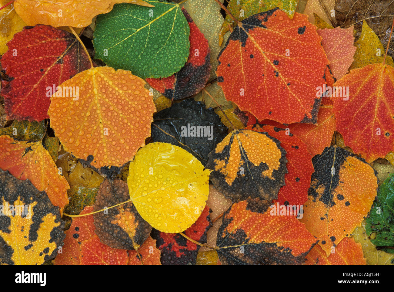 Big toothed aspen populus grandidentata leaves stock photo alamy