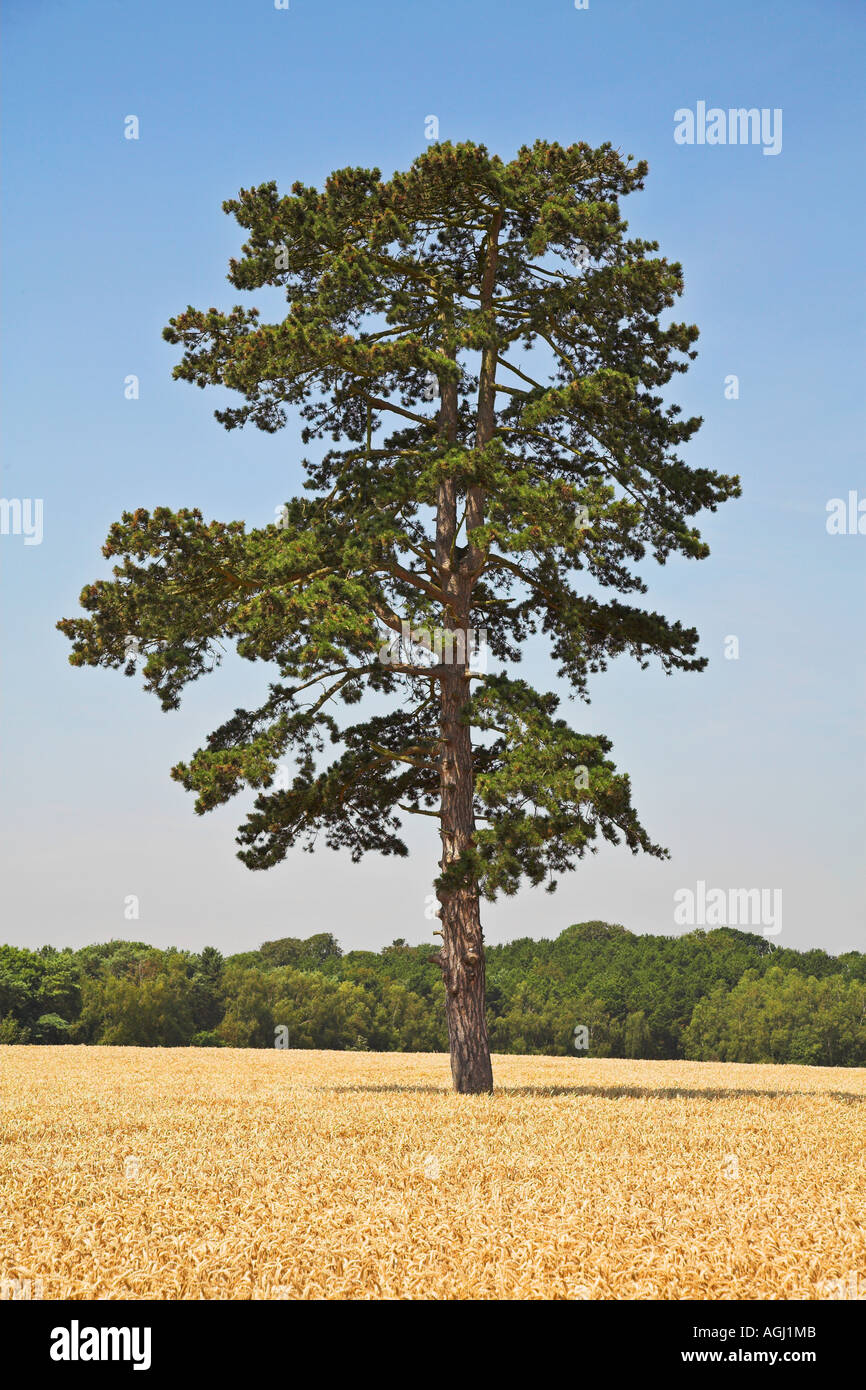 Lone Scots Pine Pinus sylvestris in an Oxfordshire barley field Stock Photo