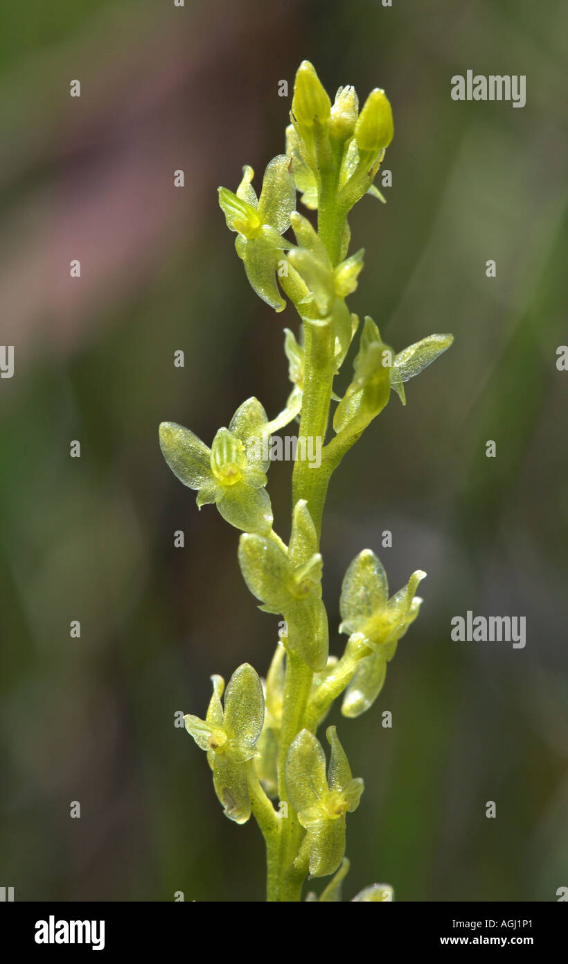 Bog Orchid Hammarbya paludosa Stock Photo