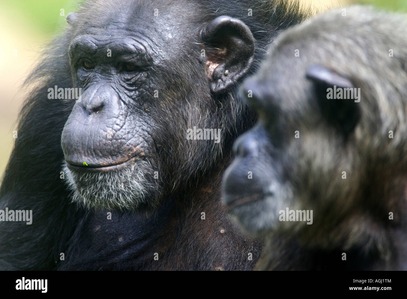 Chimpanzee Stock Photo