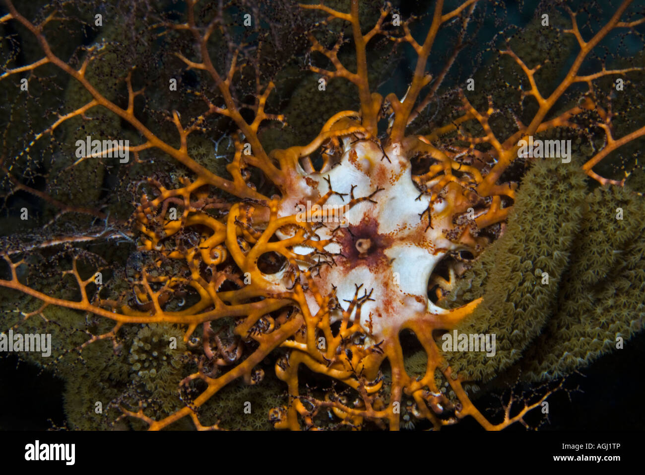 Basket star Stock Photo Alamy