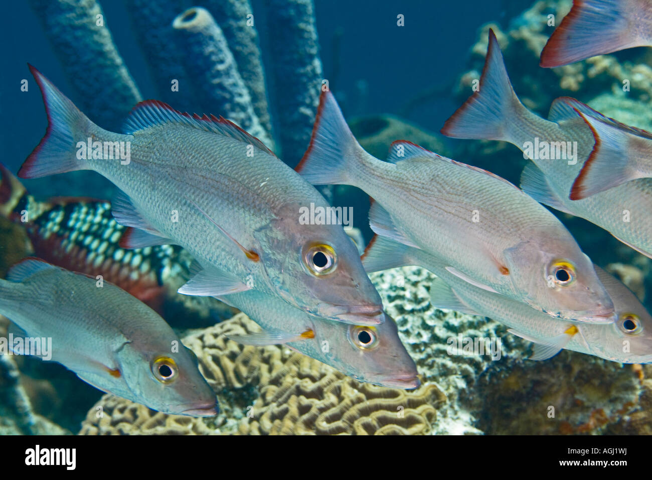 Snapper Fish School Schooling fish bonaire fish fish hi-res stock photography and images ...