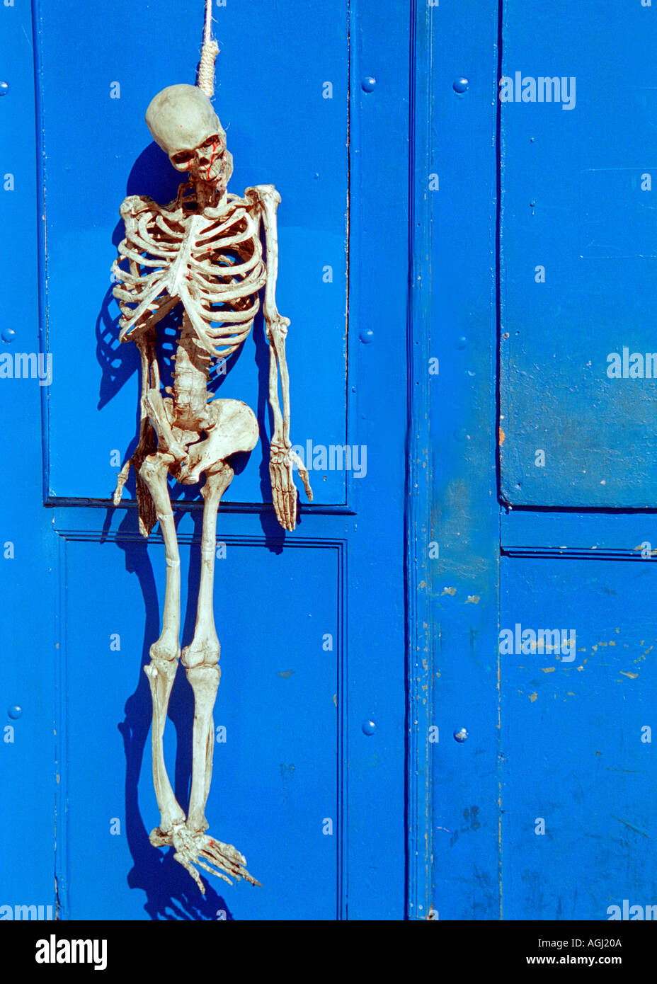 Halloween human skeleton hanging on blue door Stock Photo