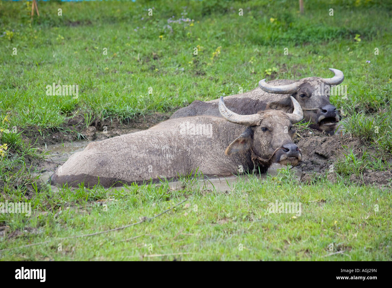 Two water Buffalo Thaton Chiang Mai Thailand Stock Photo - Alamy