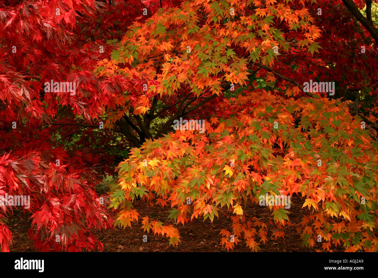 Japanese maples uk hi-res stock photography and images - Alamy