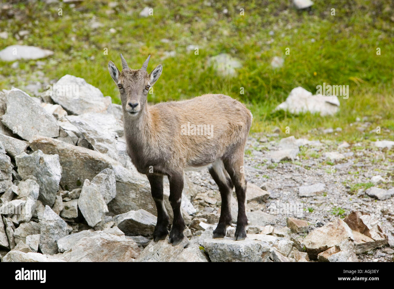 Aiguille rouge national park hi-res stock photography and images - Alamy