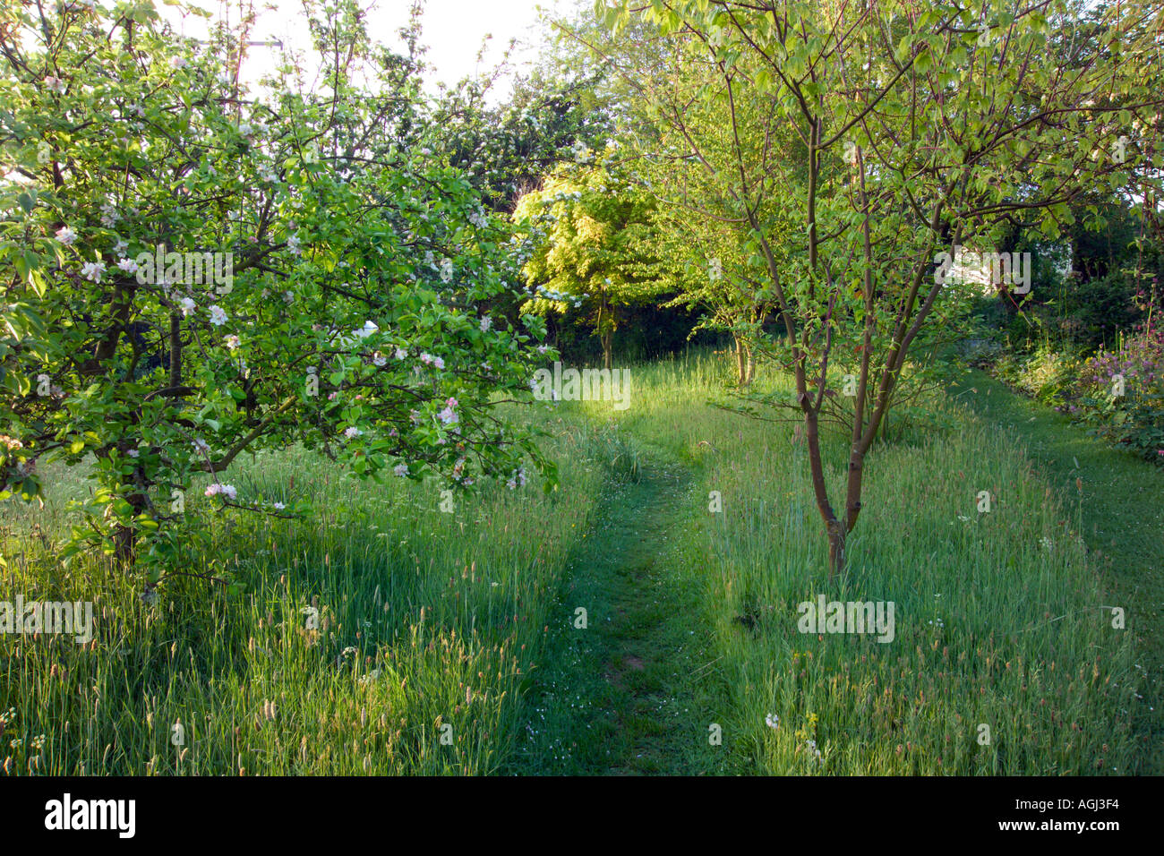 Summer Cottage Mown Path Through Long Grass In Orchard Stock Photo