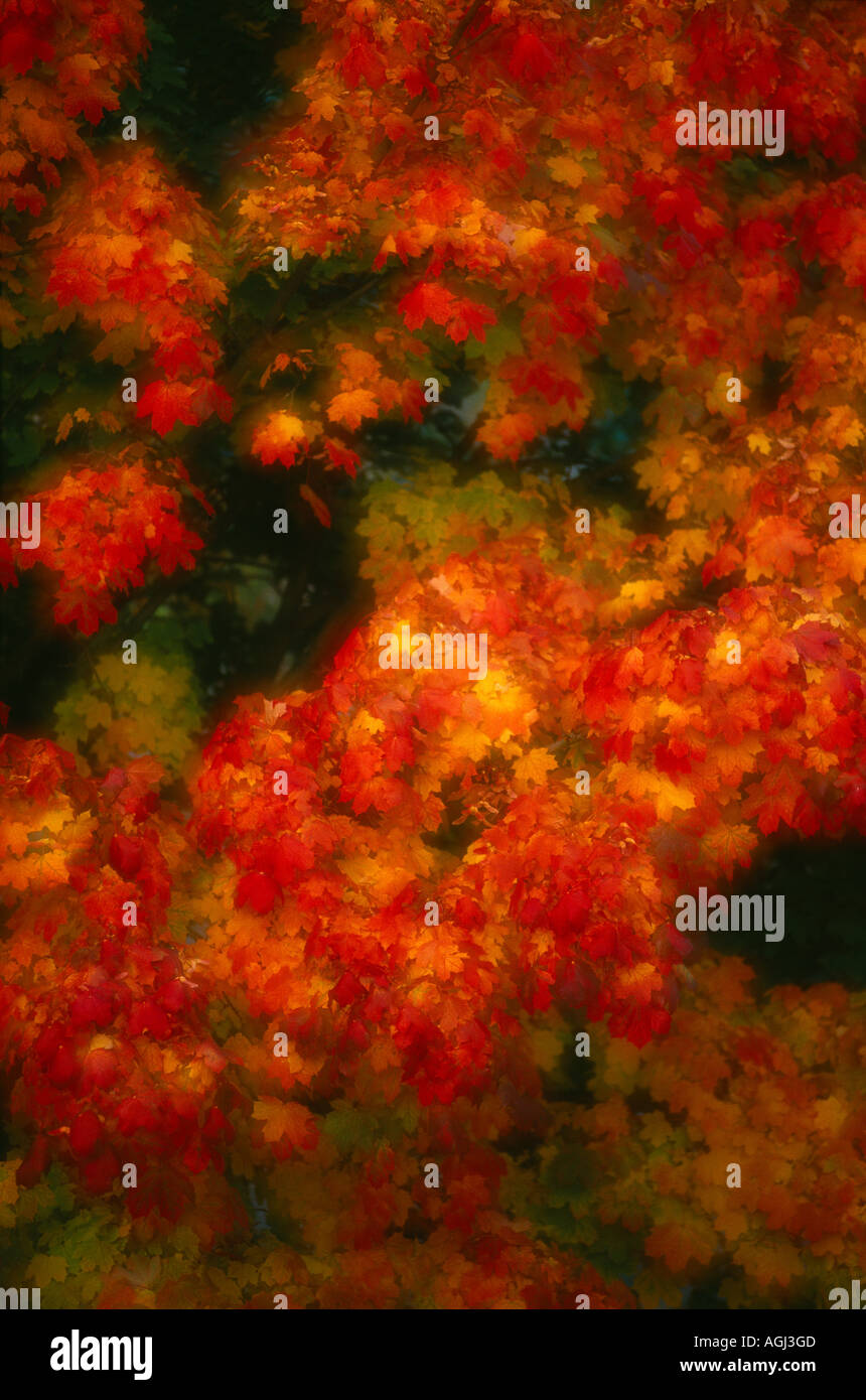 Red autumn leaves blowing in hi-res stock photography and images - Alamy