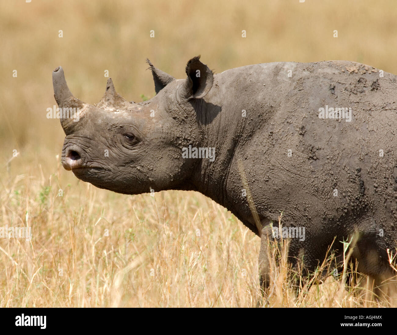 Black rhino Stock Photo