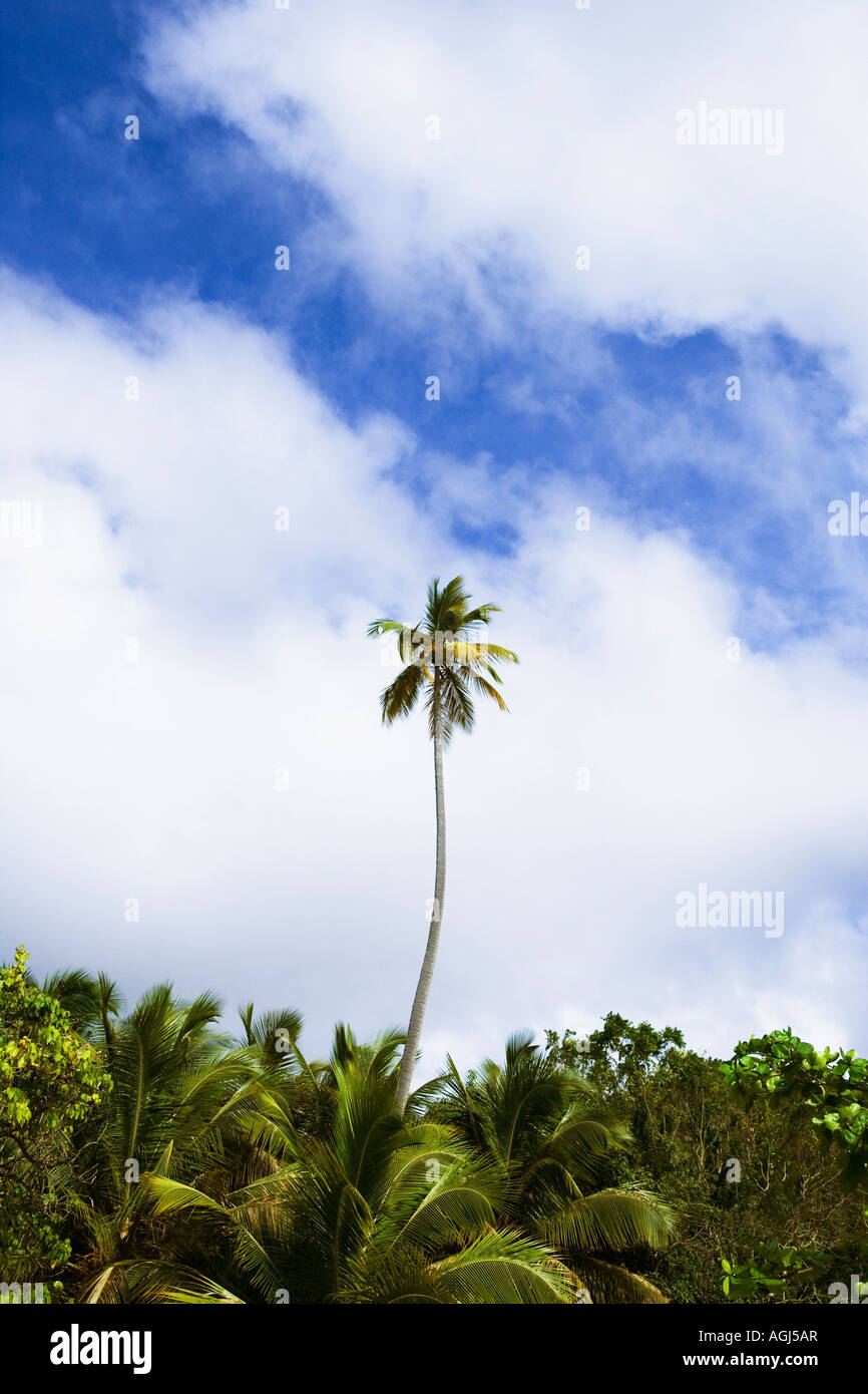 Tall standing tree hi-res stock photography and images - Alamy