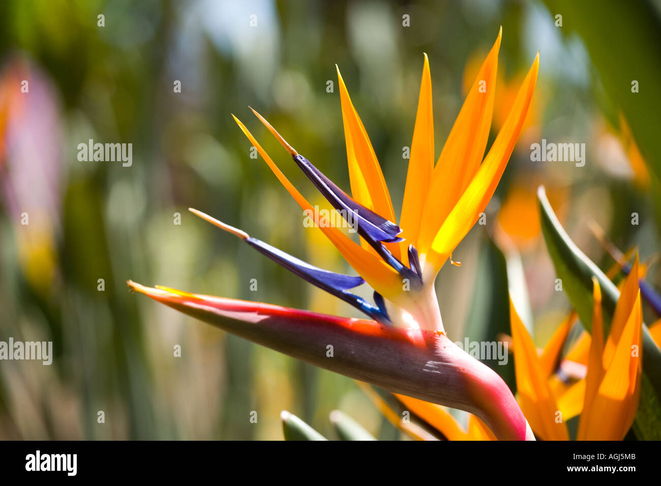 Madeira Bird of Paradise flower strelitzia Reginae Stock Photo