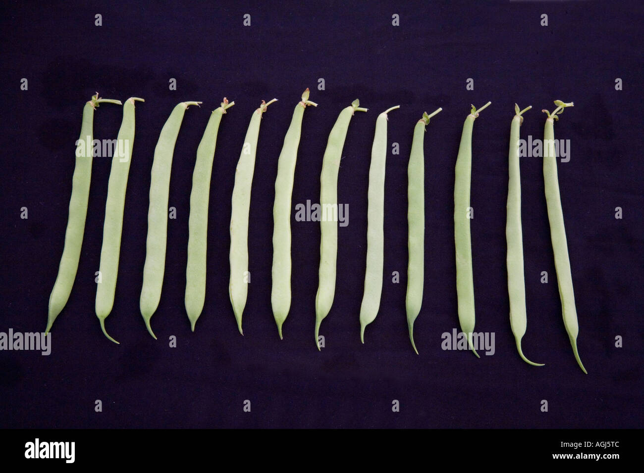 12 twelve dozen Runner beans (Phaseolus coccineus) string beans on black background Stock Photo