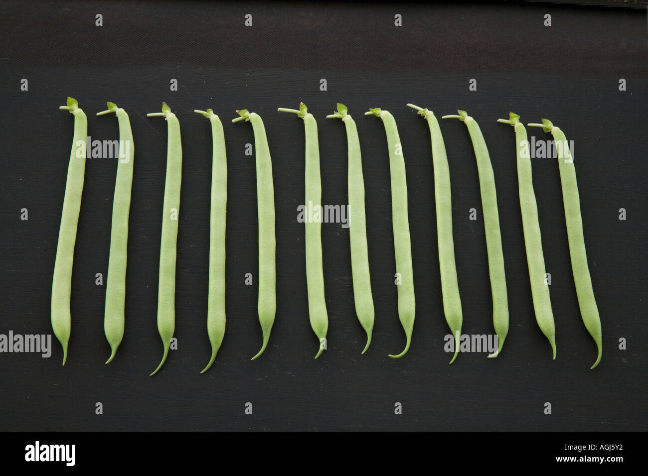Runner beans (Phaseolus coccineus) string beans on black background Stock Photo