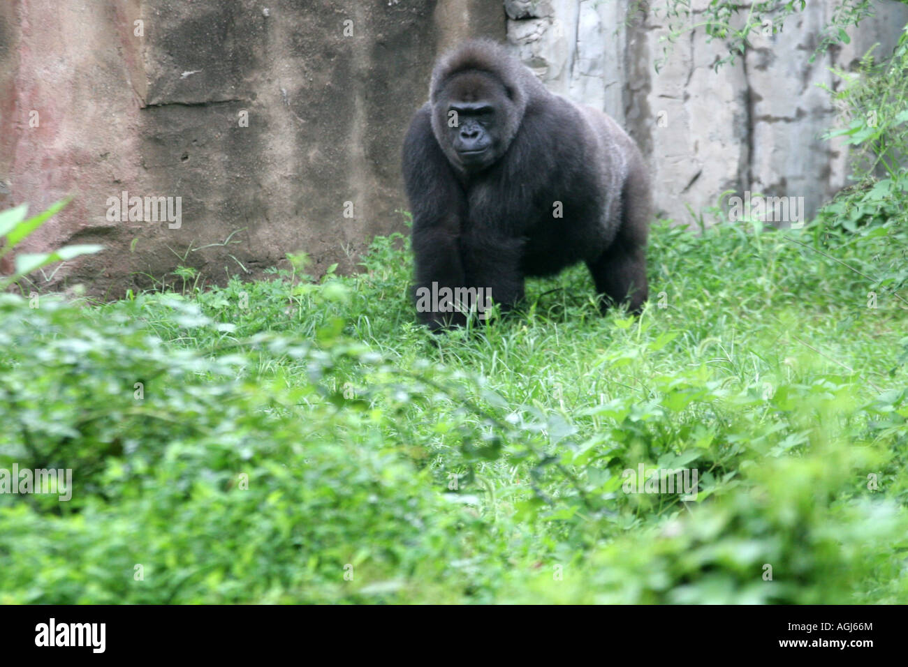 Gorilla beijing zoo china hi-res stock photography and images - Alamy