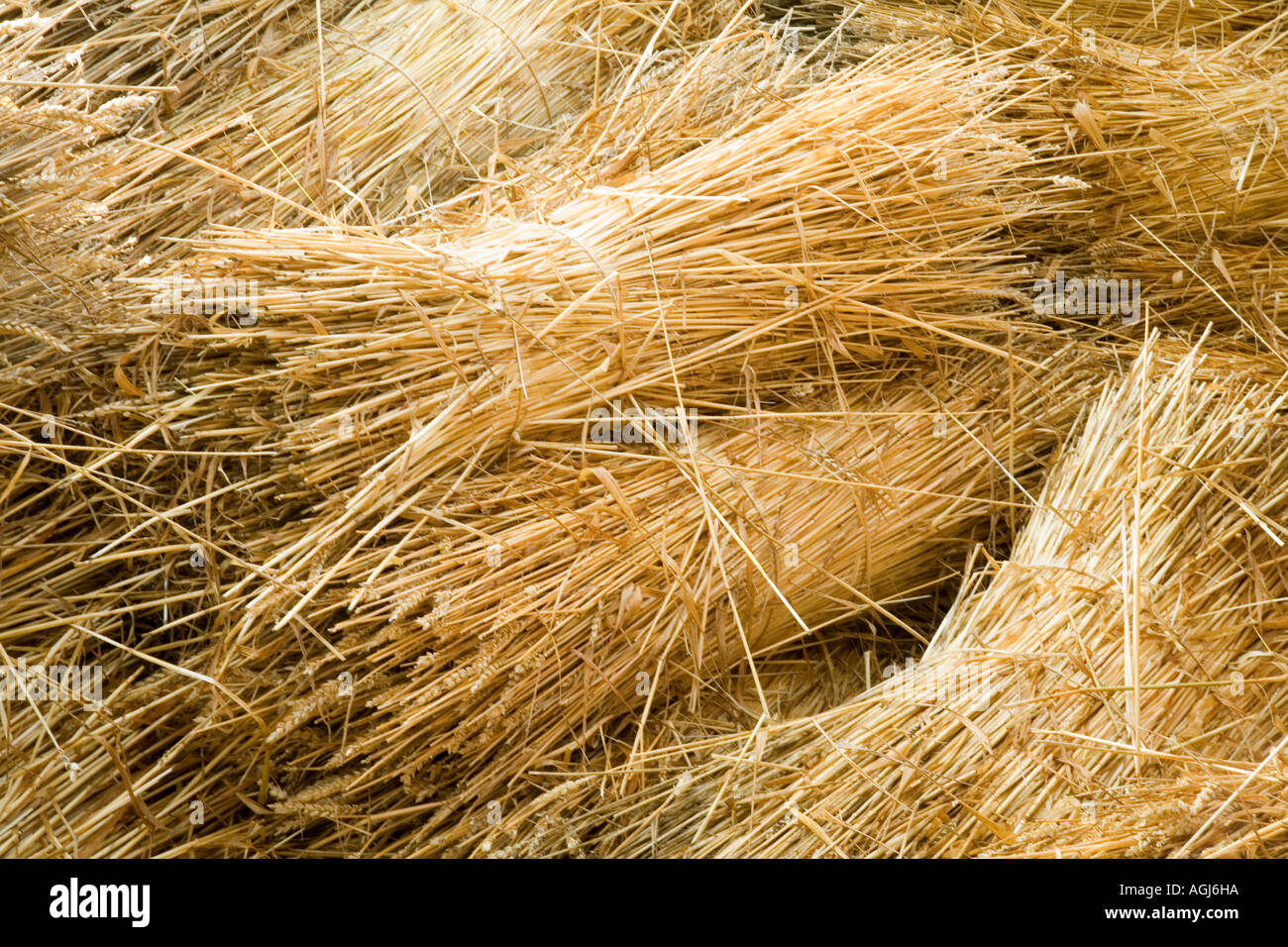 Straw bundles old fashioned bails tied with string Stock Photo Alamy